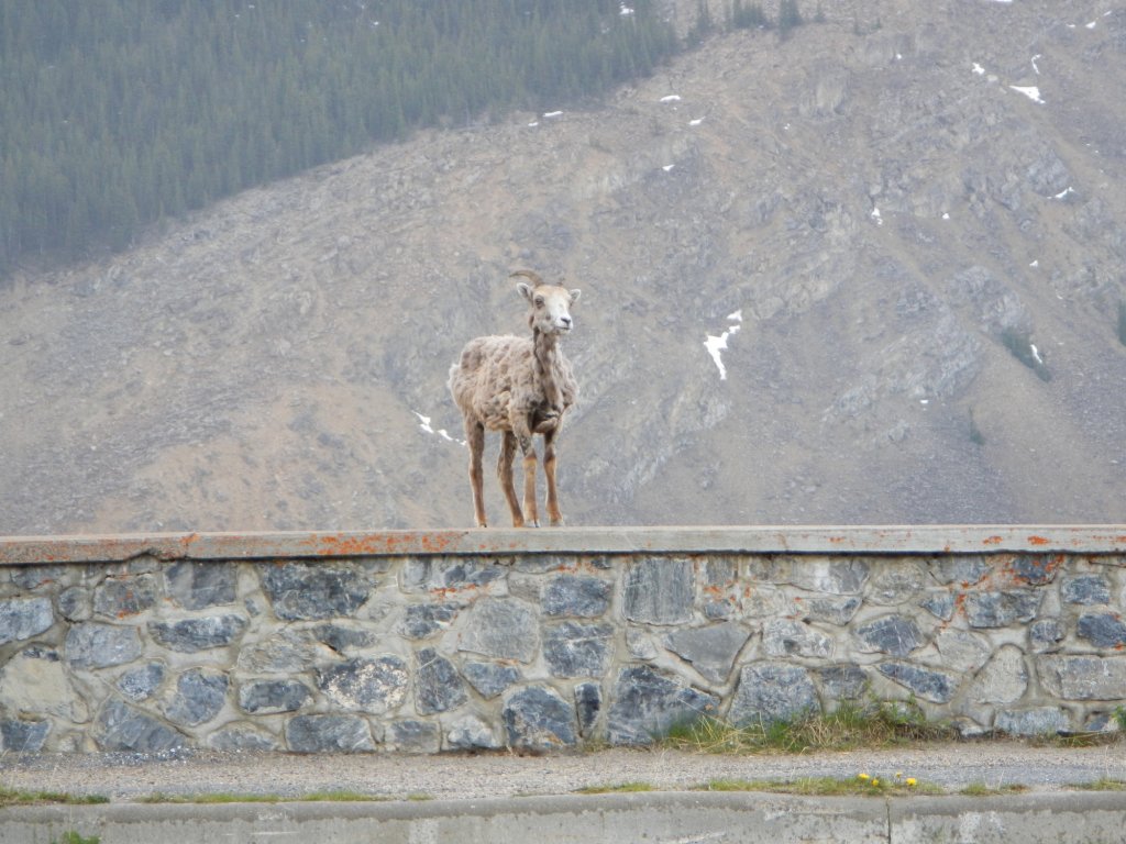 Bergziege beim Menschen gucken