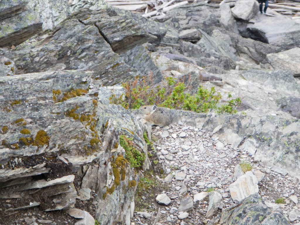 Finde den Pfeifhasen