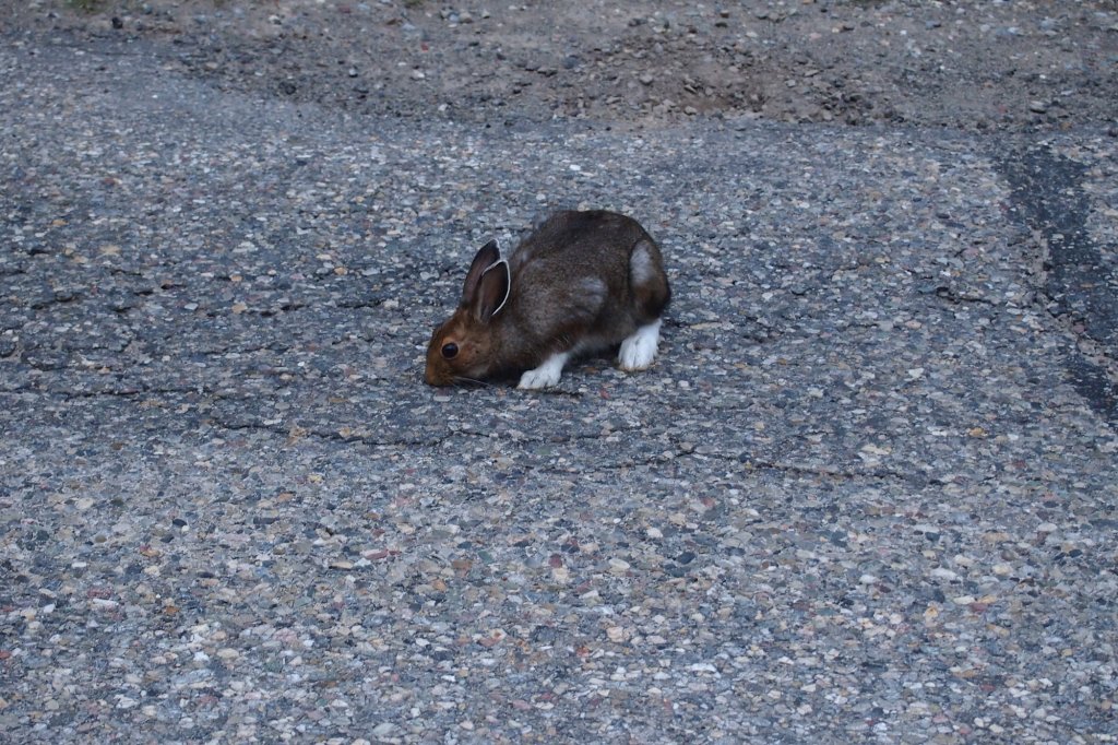 Streusalz leckender Hase