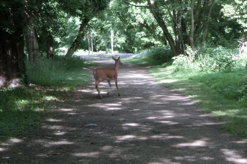 Reh nahe Harpers Ferry