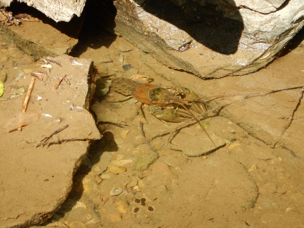Krebs nahe Harpers Ferry
