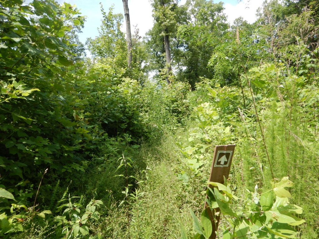 Weg mitten ins Brombeergebüsch